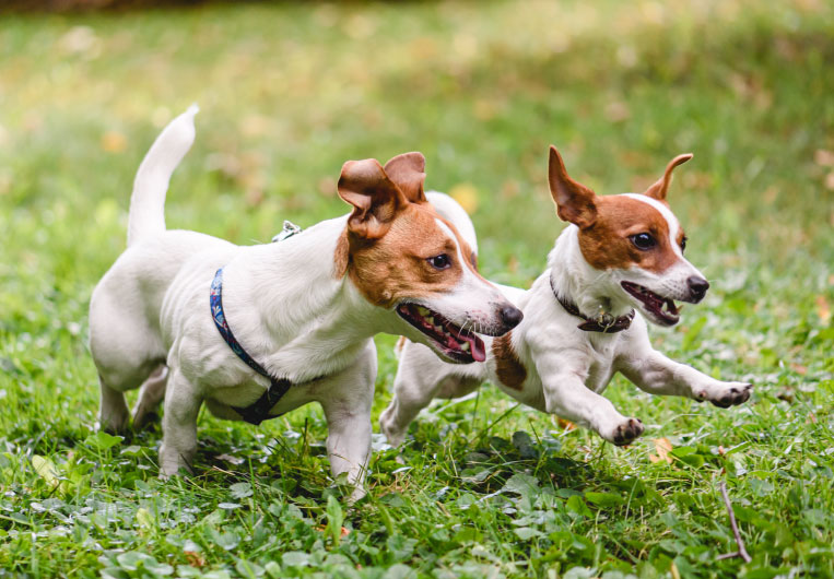 puppies running in field