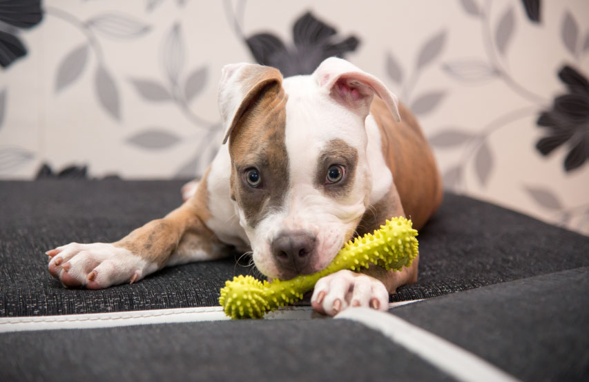 calm puppy chewing toy bone