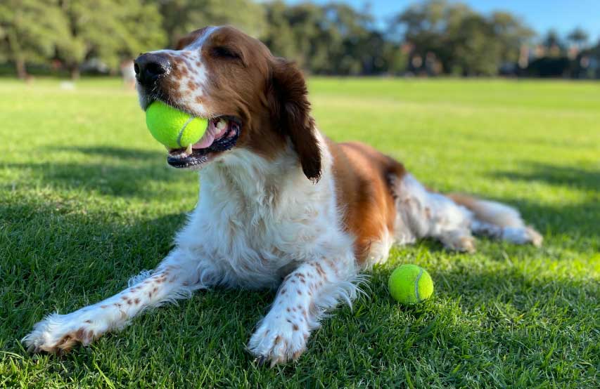 happy calm dog with tennis ball in mouth