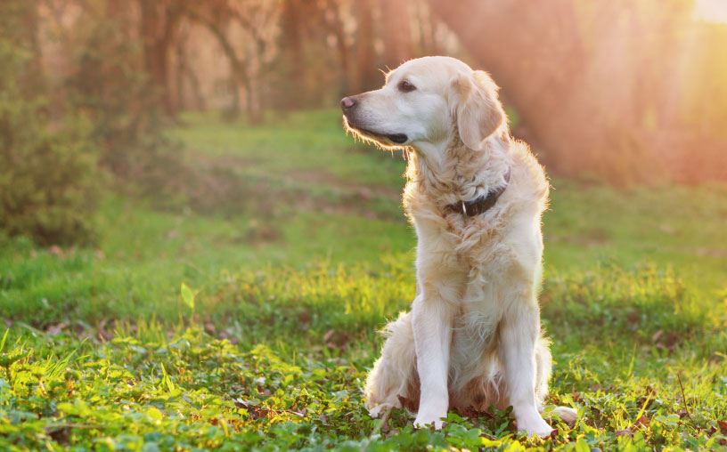 calm dog in a field