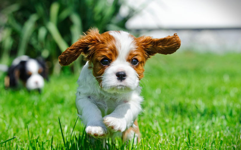 puppy running in grass