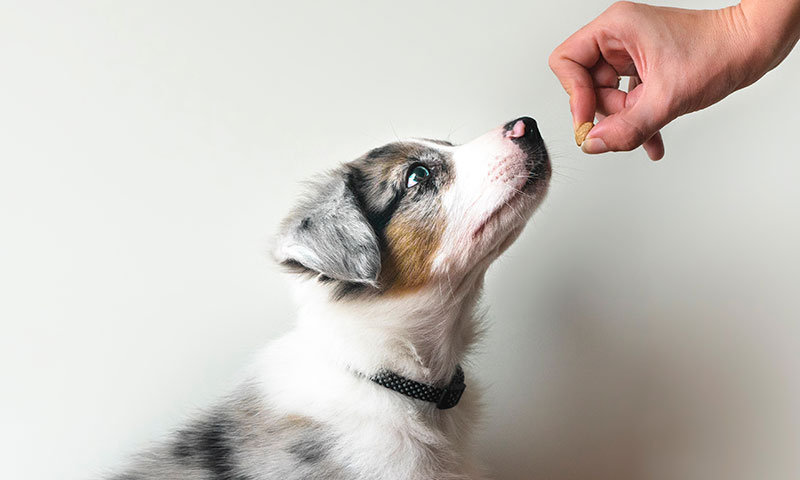 training a dog using a food lure