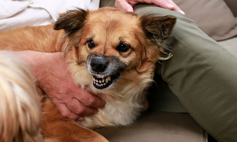 aggressive dog being held back by owner